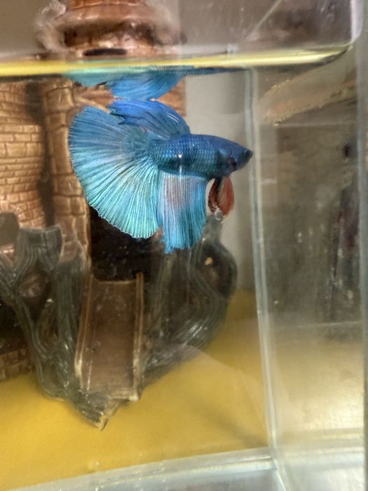 Різні види рибок, акваріуми, керамічні декорації