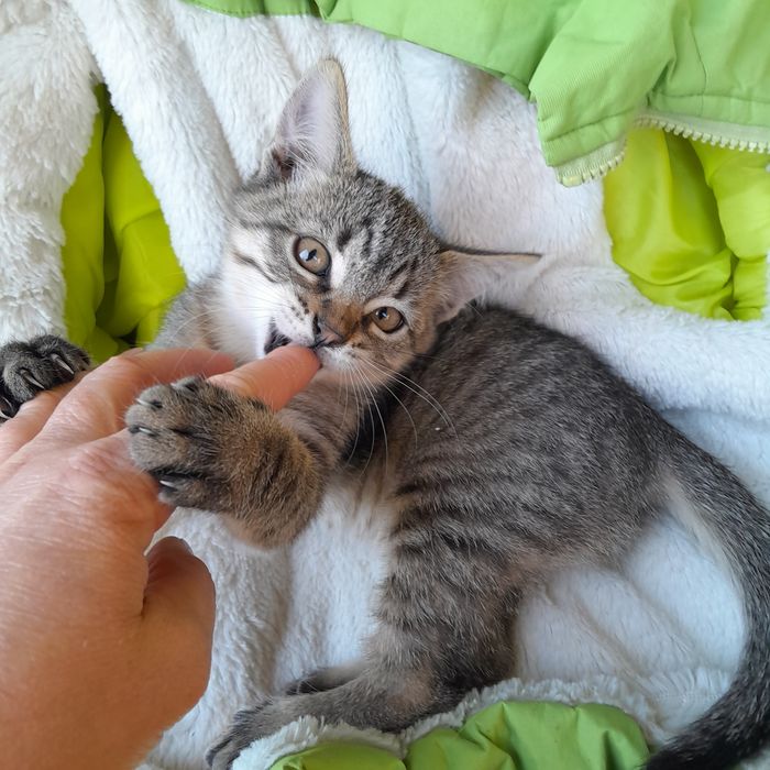 Котята в добрые руки.