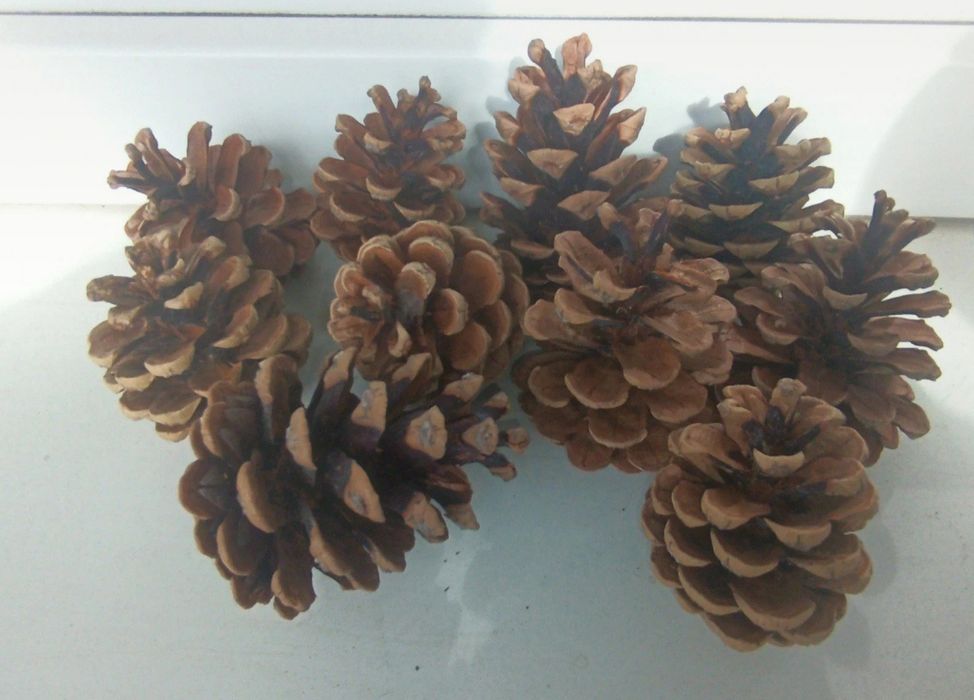 Szyszki, szyszki do dekoracji