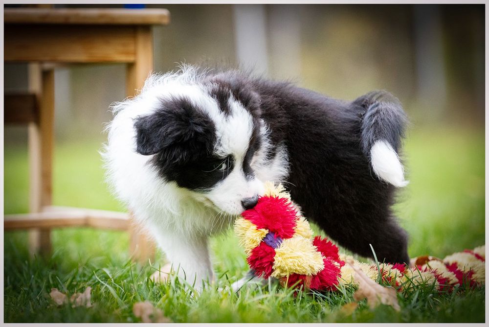 Border Collie ZKwP FCI