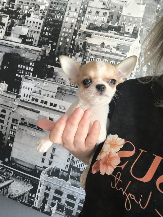 Chihuahua. Menino Mini branco e castanho.Cabeça de Maçã.Perfeito!