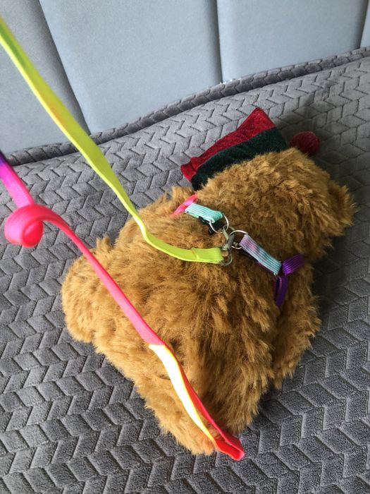 Повідець для котика