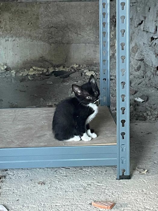 Gatinha Preta para Adoção - Quase 2 Meses