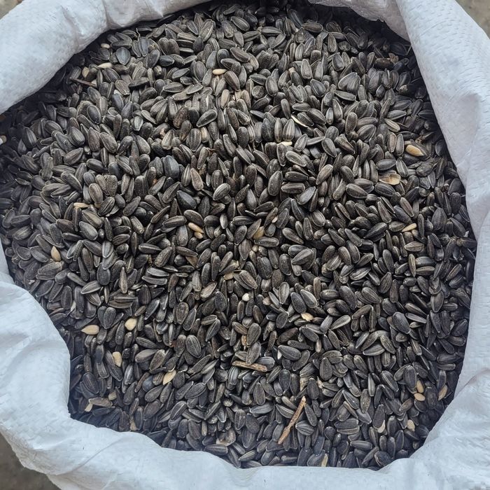 Słonecznik czarny pokarm dla ptaków do karmnika karma