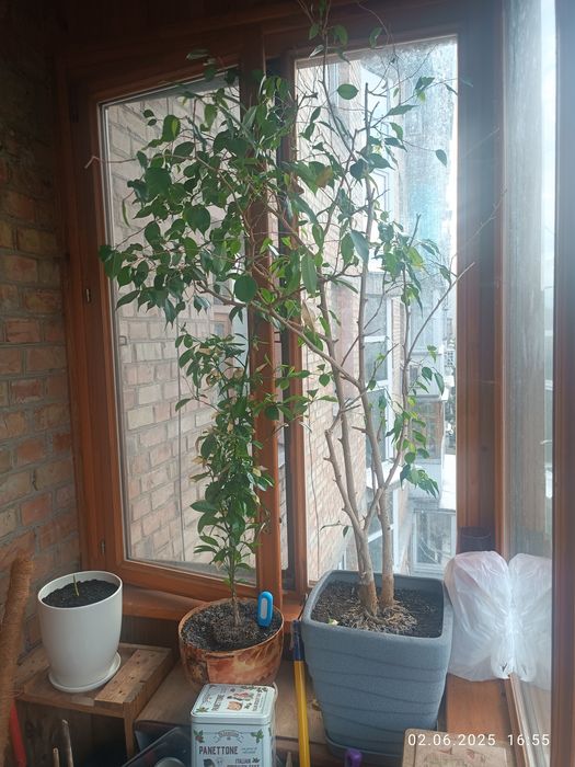 Фікус бенджаміна