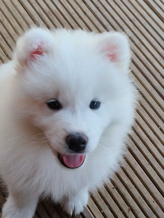 Samoyed szczenię ZKwP/ FCI