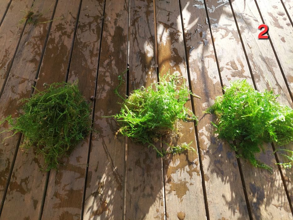 plantas aquário de fácil manutenção