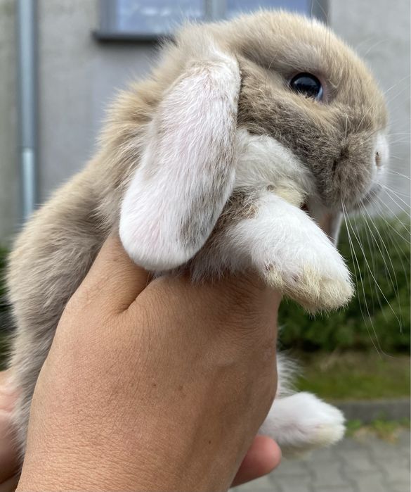 Królik baranek mini loop piękne klapnięte białe uszka