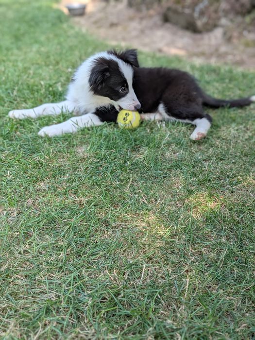 Border Collie Suczka Badania Genetyczne