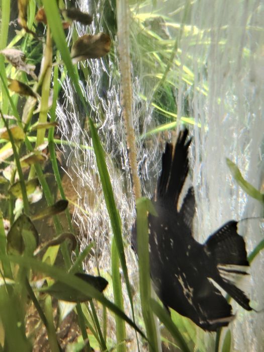 Sprzedam skalary czarne