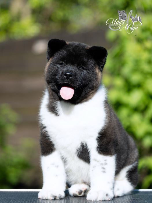 Американскька акіта/ американская акита / american akita
