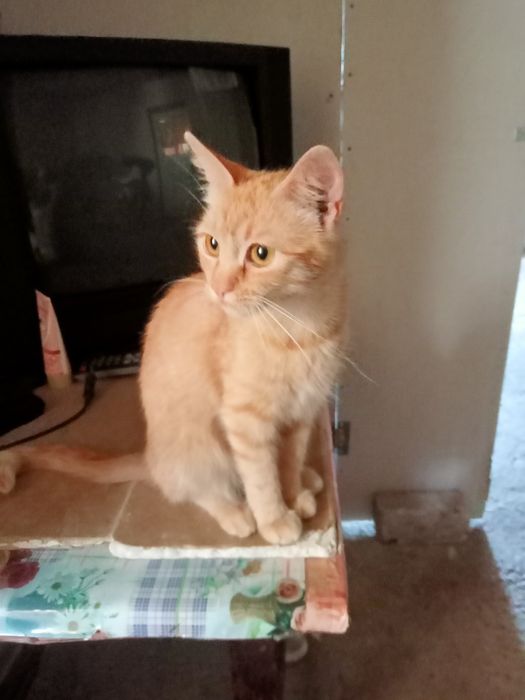 В добрі руки віддам кішечку