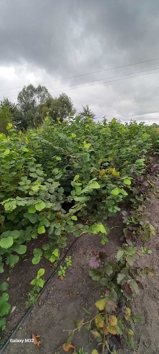 3 річні саджанці фундука сорту Каталонський