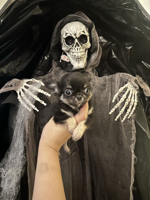 Chihuahua Długowłosy chłopczyk czarno-podpalany *ZKwP FCI*