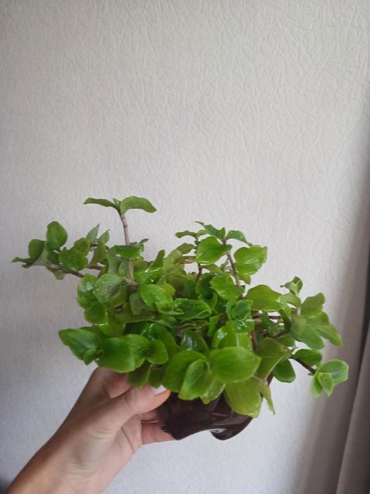 Традесканція величезний вазон та менший