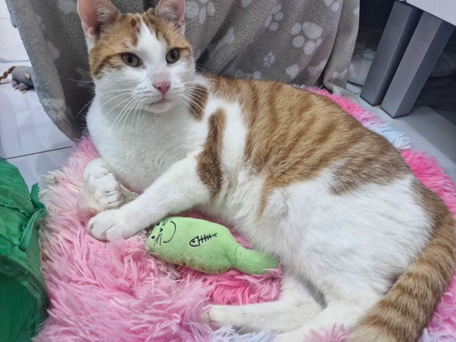 Super kot FOREST czeka na dobry domek!