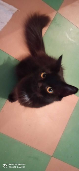 Котенок Тина, нежнейшее создание