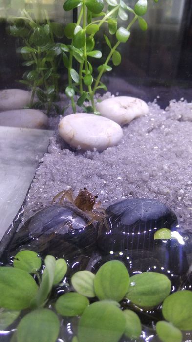 Краб Вампір Денерлі (фіолетовий)- власного розведення.