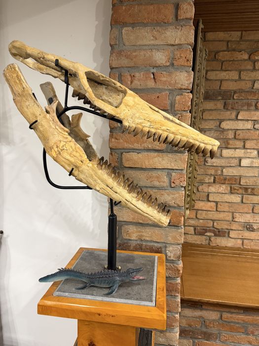 Oryginalna czaszka dinozaura Mozozaur Mososaurus
