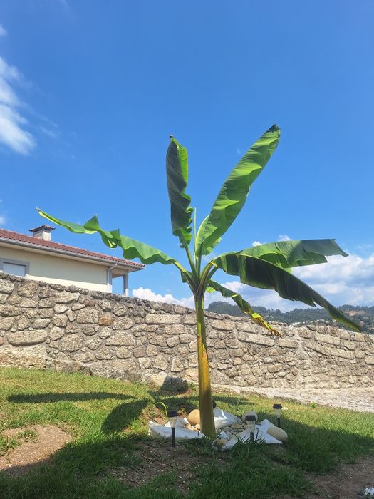 Bananeira .       .