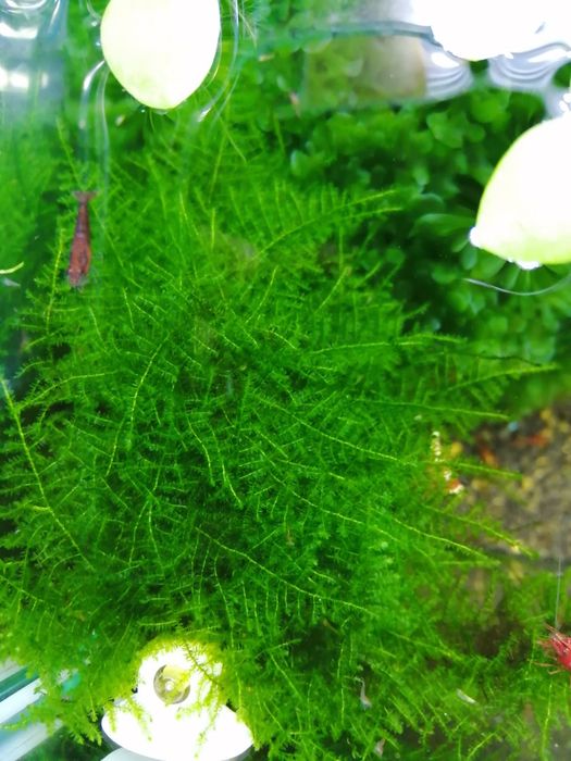 Planta de aquário Red Root Floaters/Riccia/Musgo Pelia/Salvinia Natans