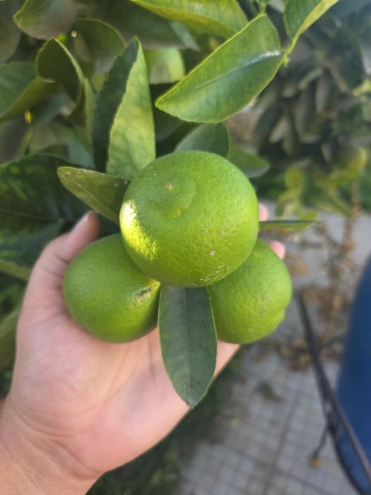 Limas Biológicas para venda