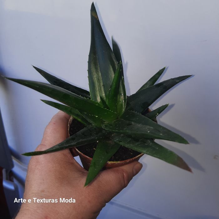 suculentas  sortidas