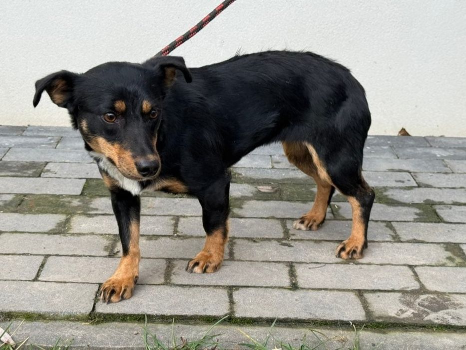 Ewcia - młoda piękna suczka do adopcji
