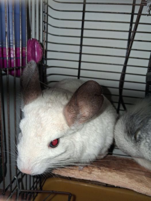 Продам чарівних пухнастиків