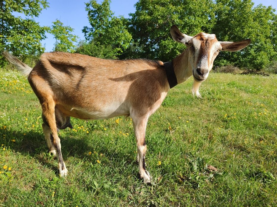 Продам козу, смачне молоко