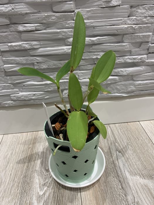 Орхідея Cattleya Forbesii Larissa x self