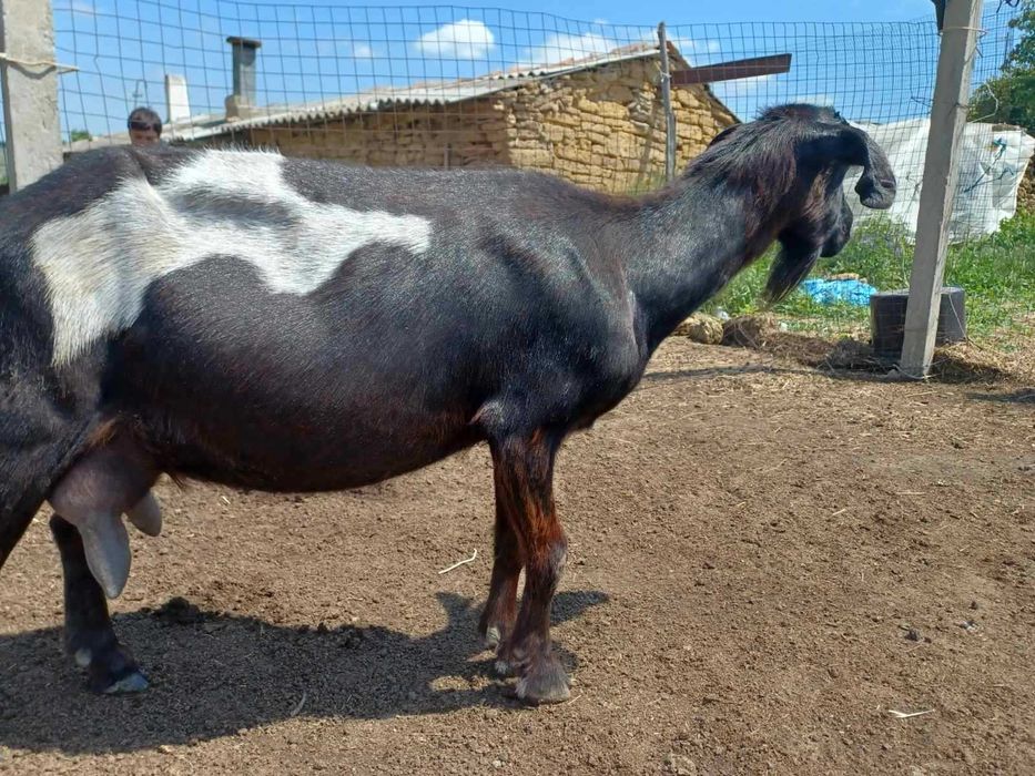 Продам коз и козлят