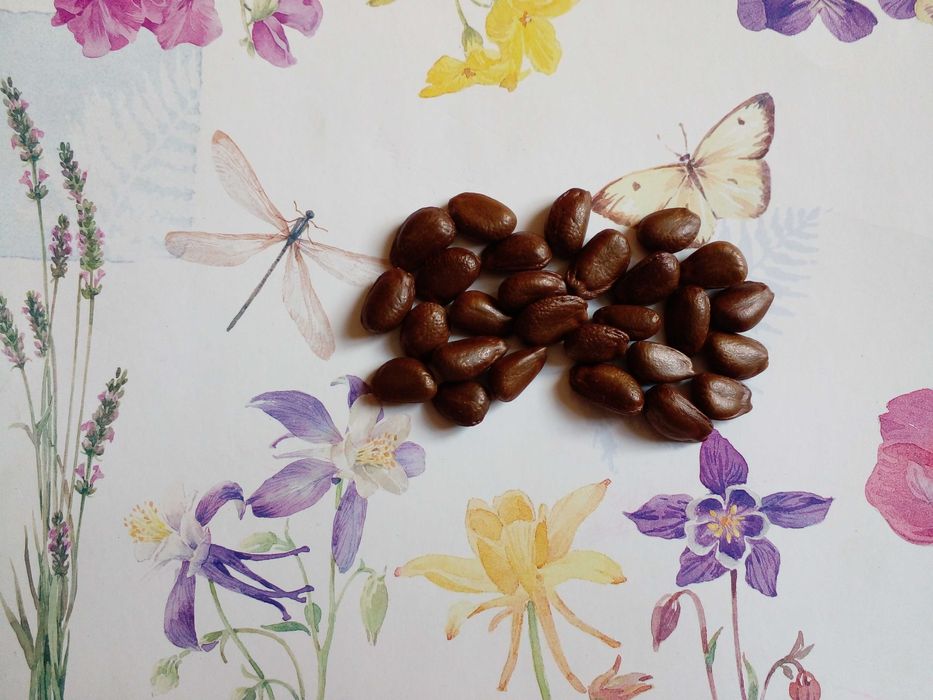 Самые свежие семена маракуйя edulis пассифлора, семена черимойя аннона