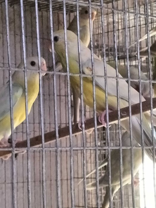 Red Rumped disponiveis