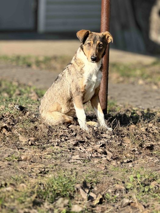 Собачка в добрі руки