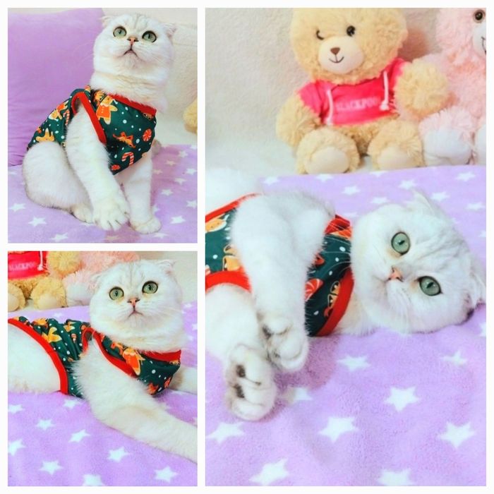 Неймовірно лагідний хлопчик Срібний красунчик шиншила