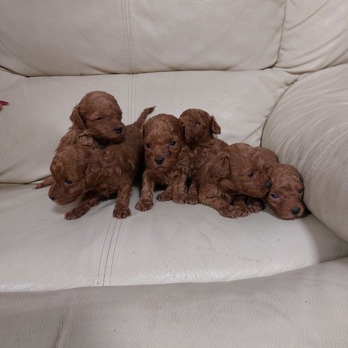 На бронь пуделята