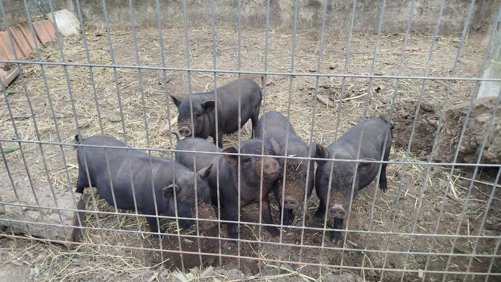 Porcas vietnamitas bem gordinhas