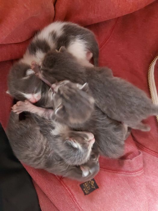 Віддам розумних кошенят