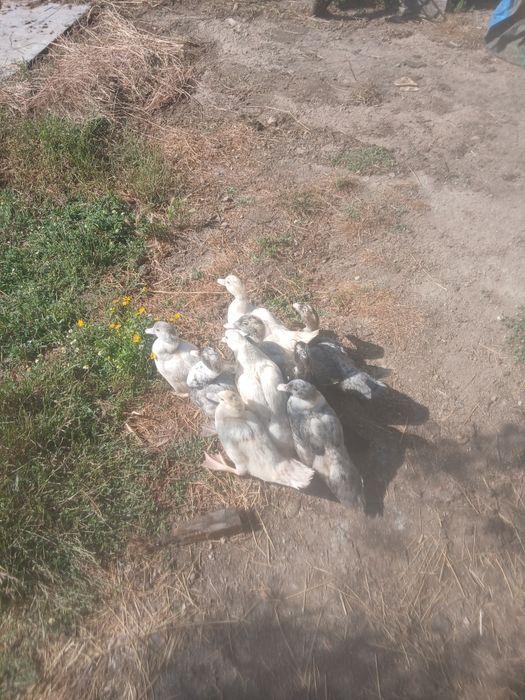 Patos mudos para venda