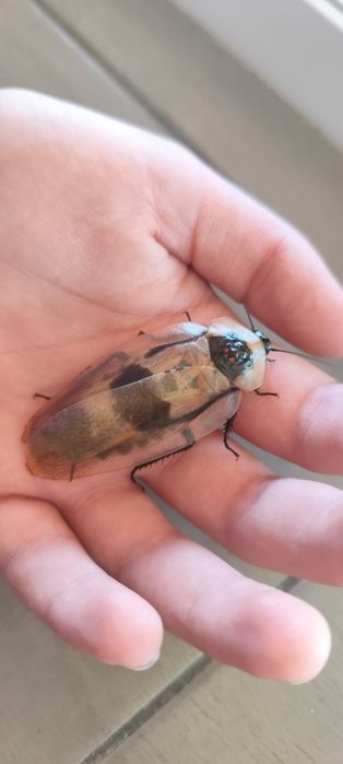 Домашній гігантський тарган, блаберус