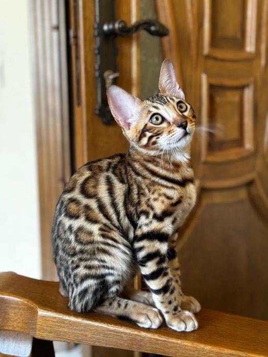 Бенгали Bengal. Офіційний Розплідник!