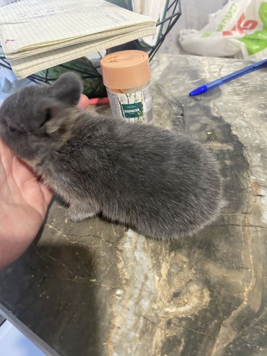 Декоративні кролики міні нідерландські мікро