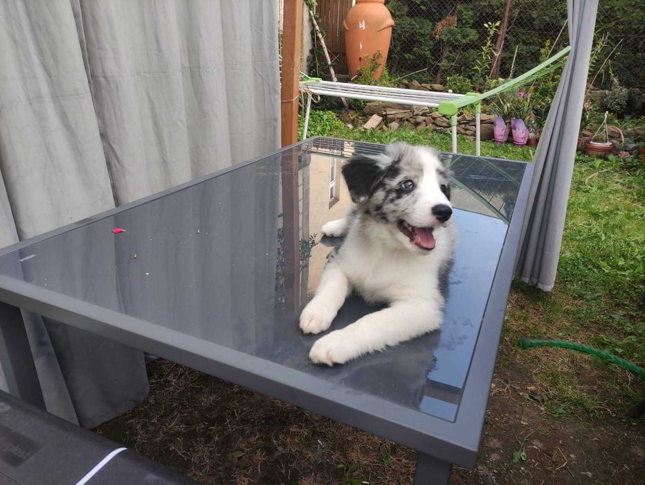 Ostatni piesek Border Collie Blue Merle z rodowodem, gotowy do odbioru