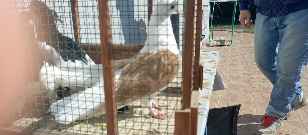 Golębie ladne ozdobne