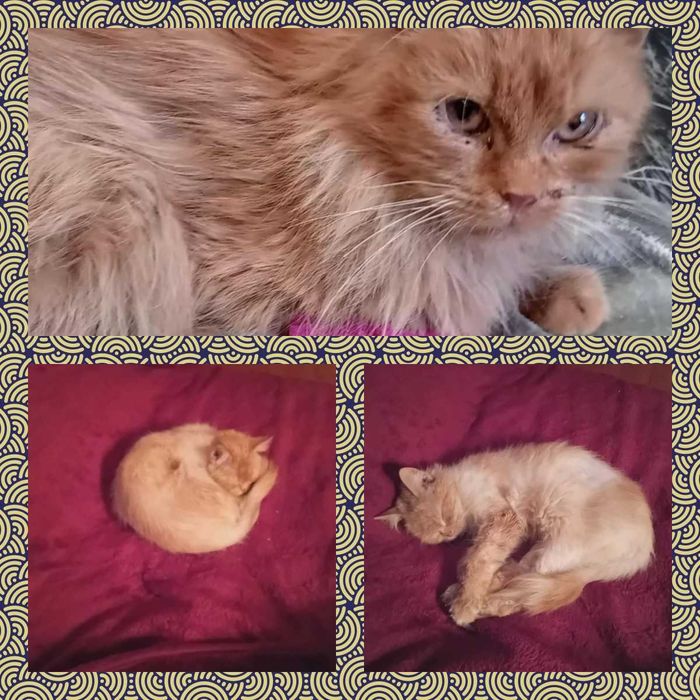 Koty do adopcji z azylu, w roznym wieku.
