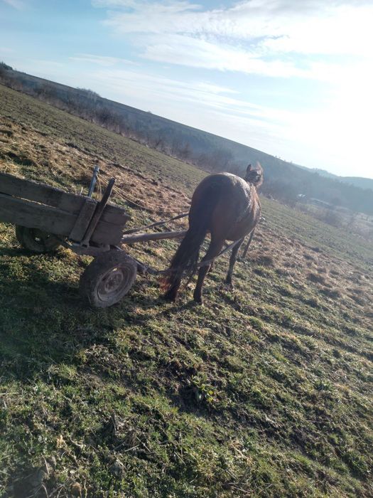 Продиється кобила