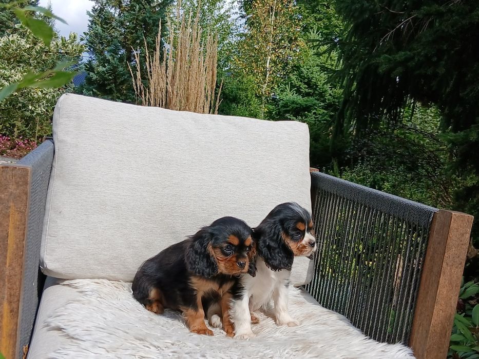 Cavalierka tricolor TAMI,Ur.10 lipca,rodowód 4 pokoleniowy.Polecamy