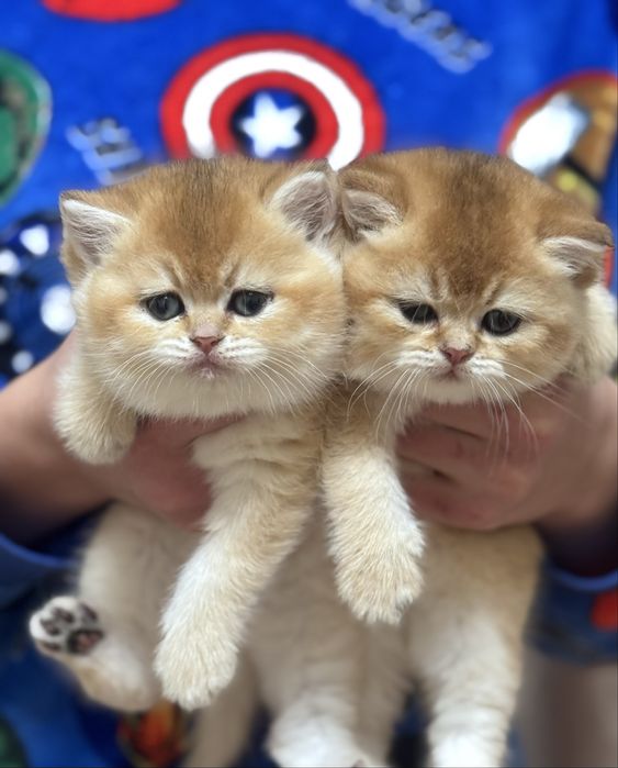 Вирощені з любовю кошенята золота шиншила