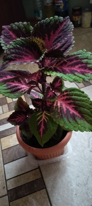 Colleus, pokrzywka